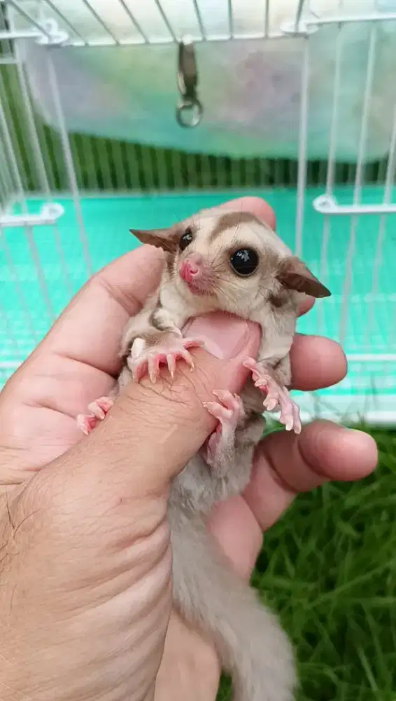 Sugar glider caramel joey jantan