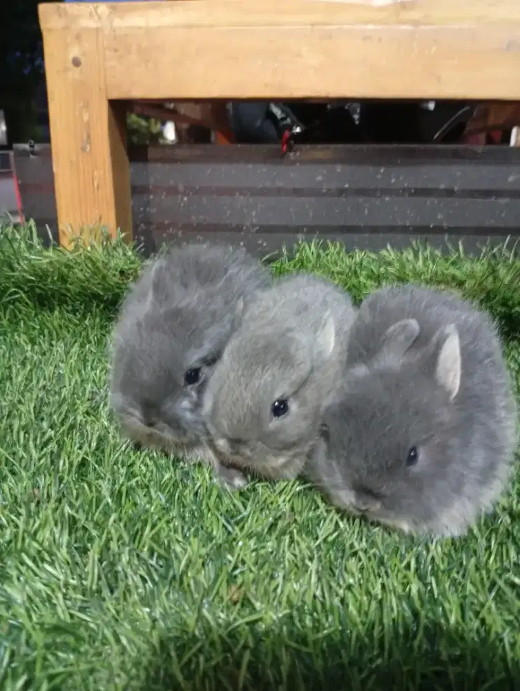 Kelinci hias jenis nedherland dwarf (mini)