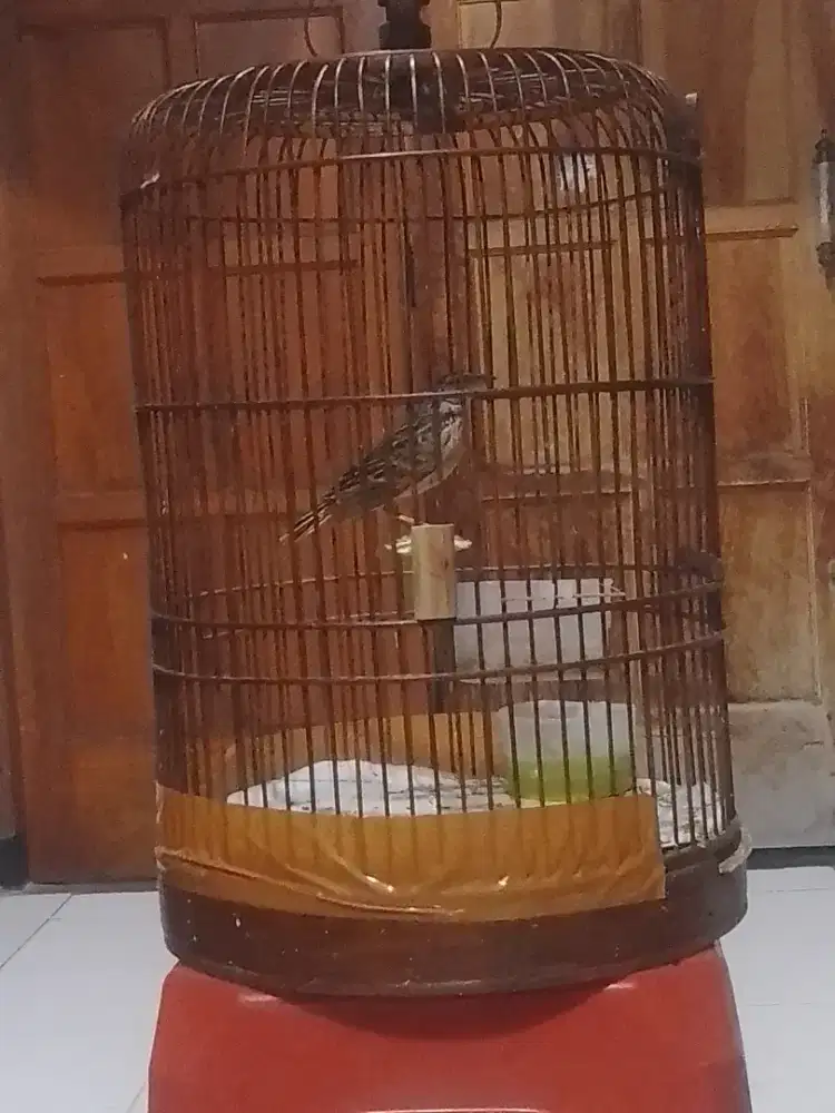 Branjangan rajin bunyi