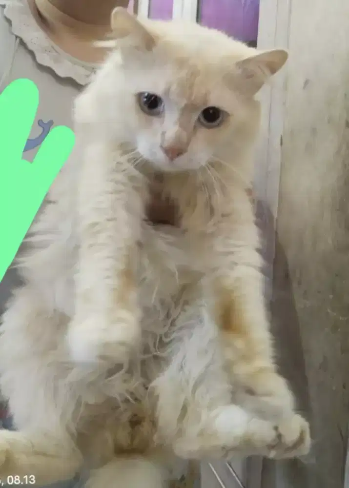 Kucing Persia usia 10 bulan sepasang