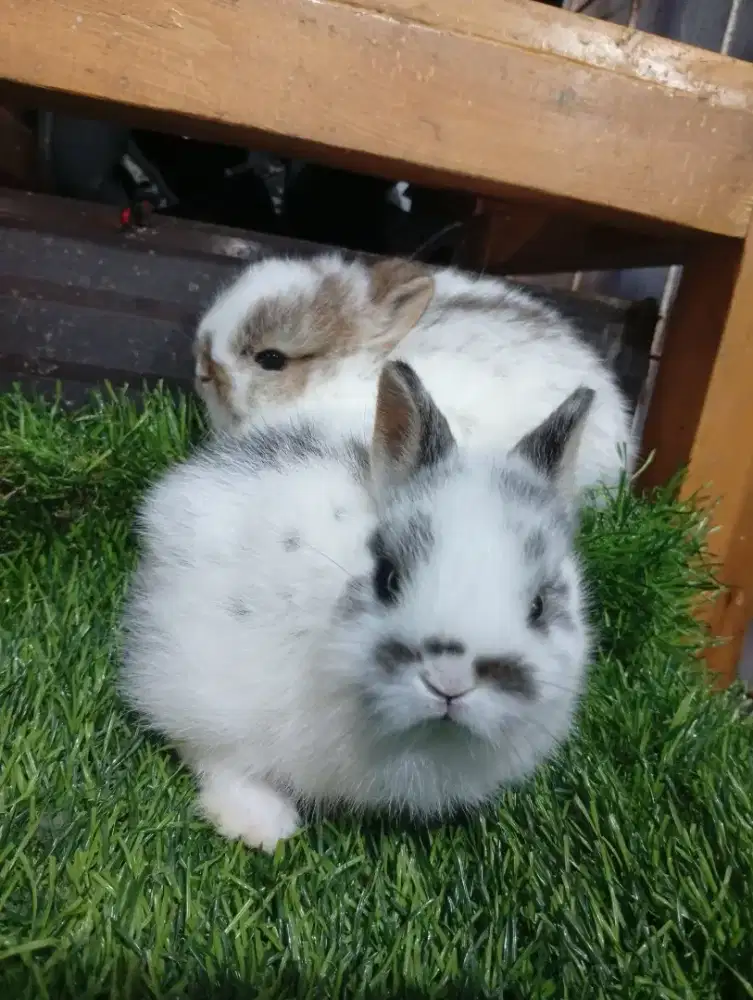 Kelinci hias jenis nedherland dwarf (mini)