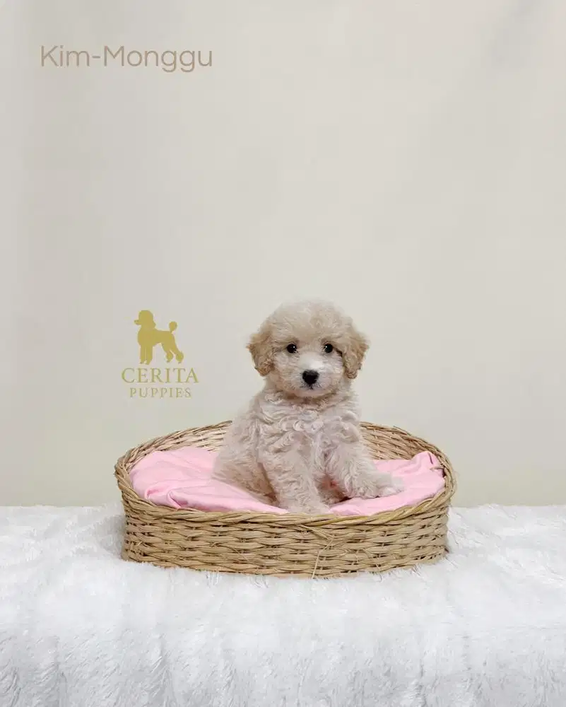 Dijual Anak Anjing Poodle Missmark