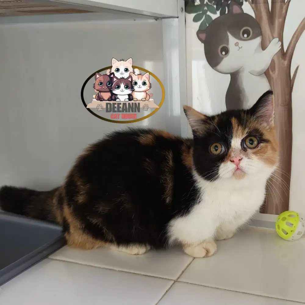 Kucing Munchkin BSH Calico
