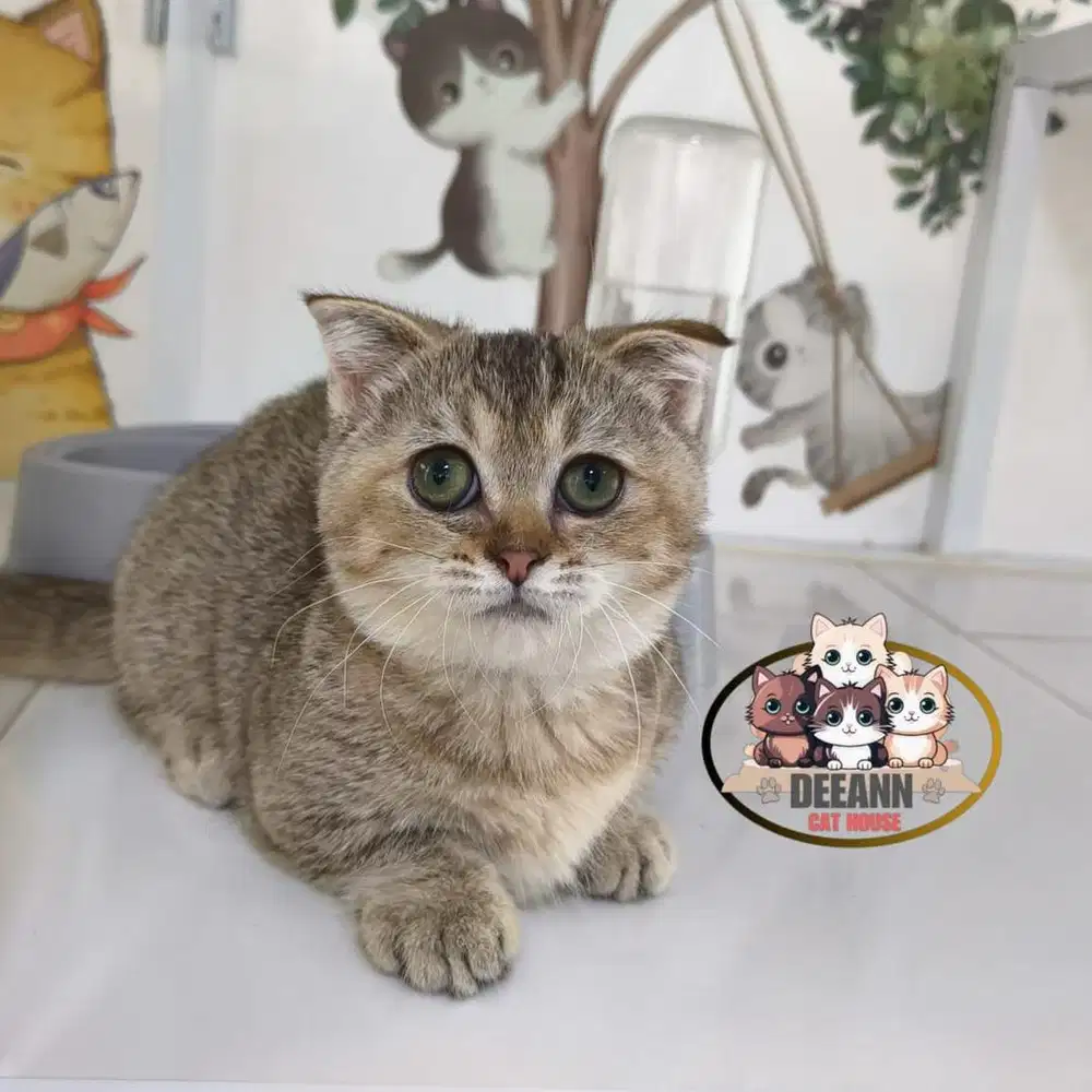 Kucing Munchkin BSH Golden NY25