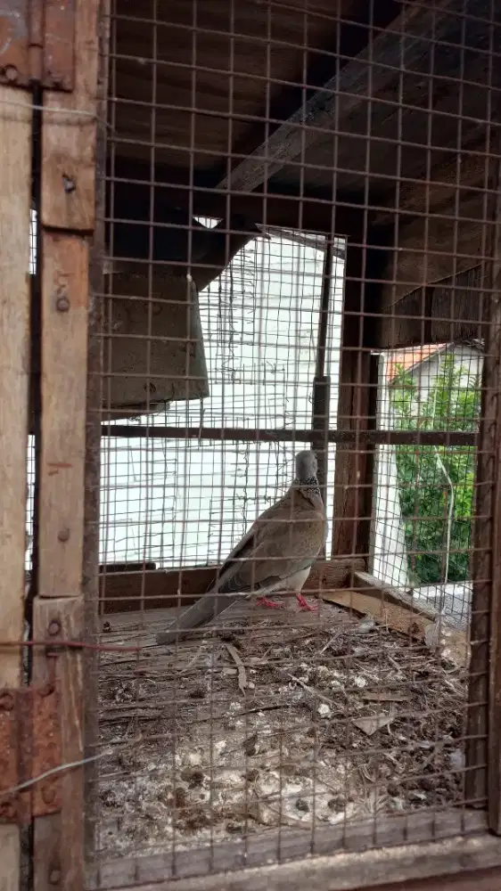 Burung silangan tekukur