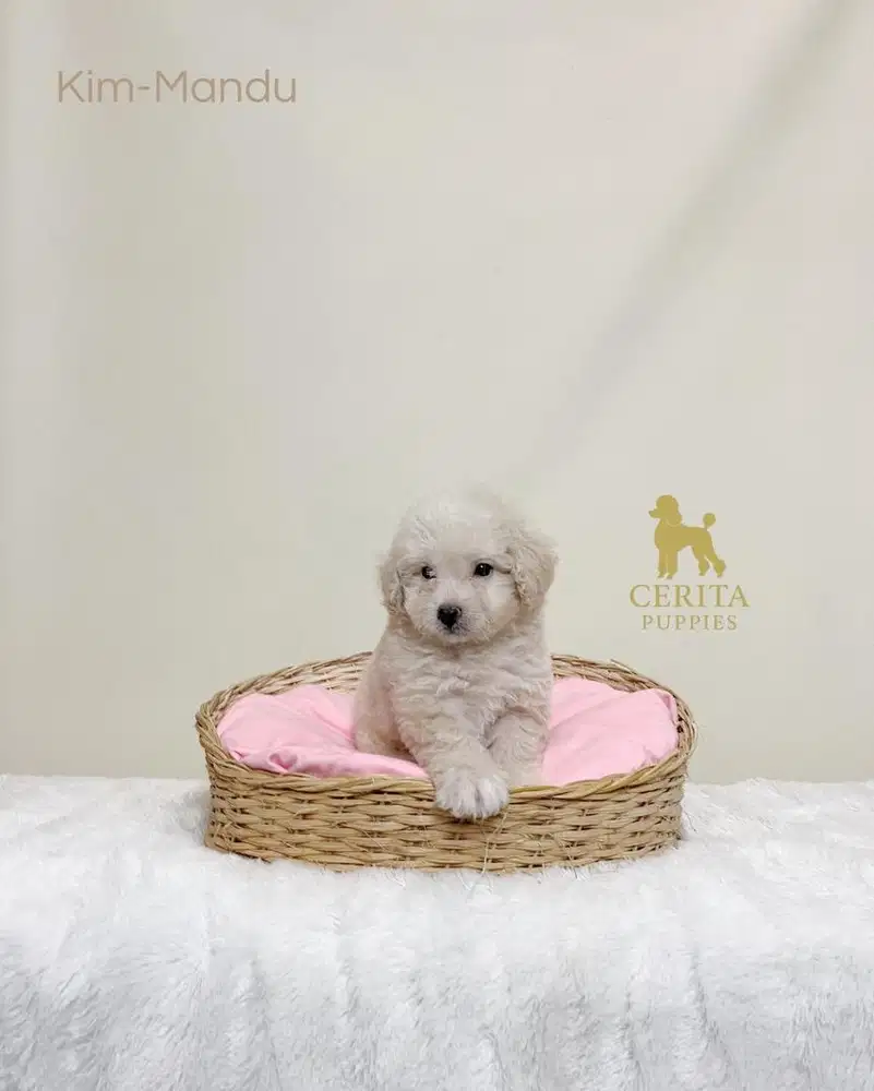 Dijual Anak Anjing Poodle Stambum - Kim Mandu