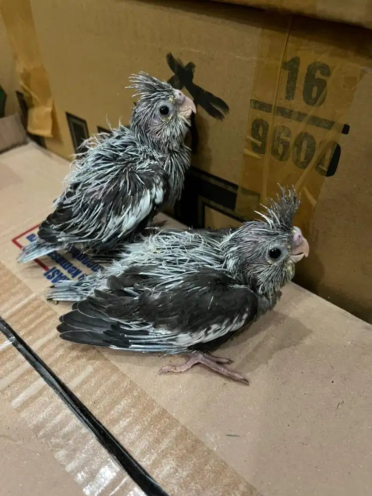 Anakan falk / parkit australia white face