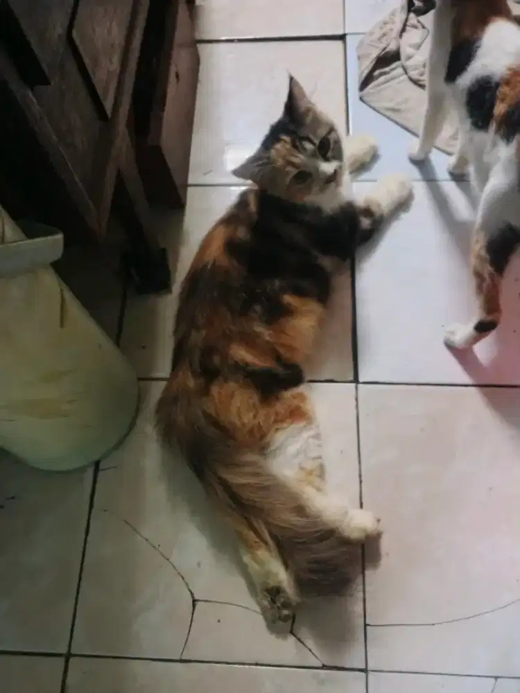 Kucing Persia calico