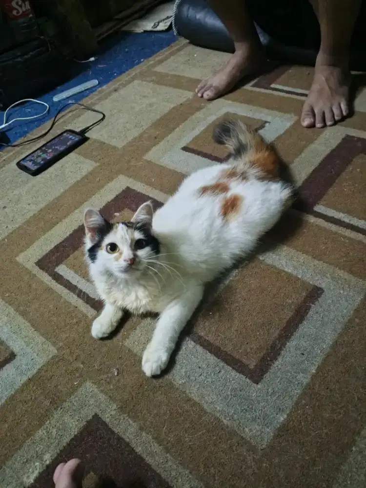 Kitten kucing calico