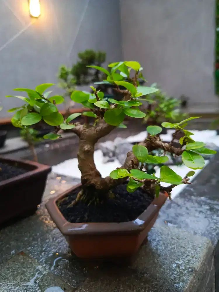 Bonsai Sianchi Buah