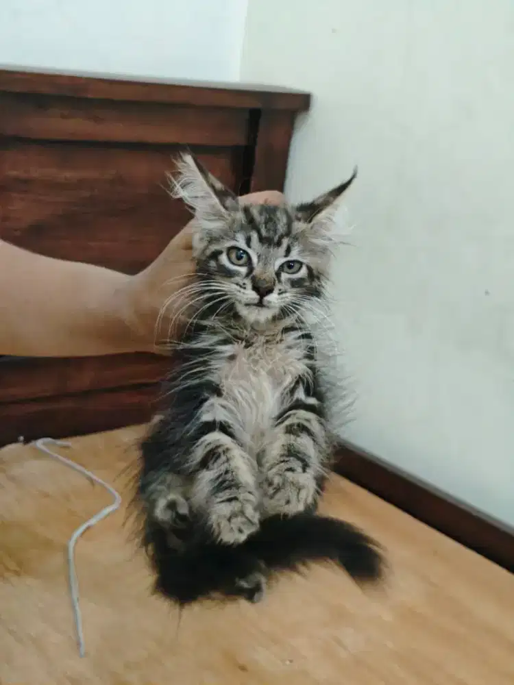 Maincoon jantan betina