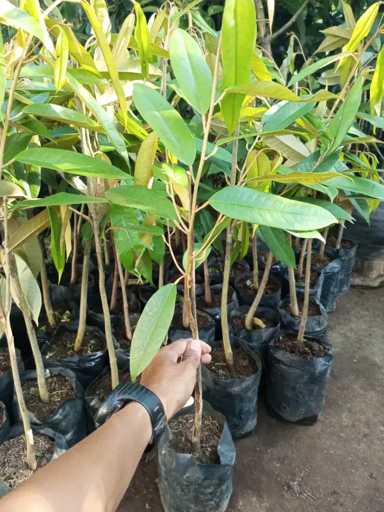 Bibit Durian Musangking