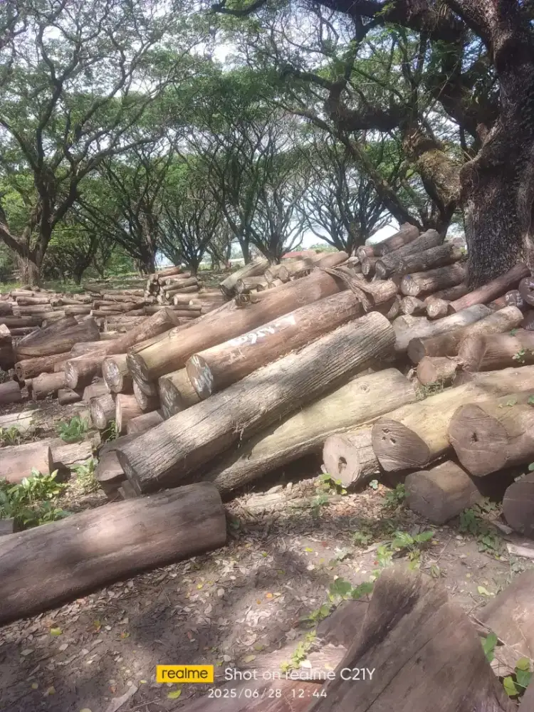 Jual log kayu jati exs Perhutani di Blora