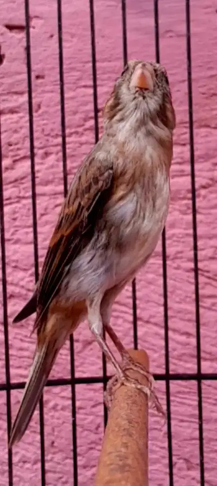 BURUNG KENARI GACOR NGEREK ISIAN MANTEP