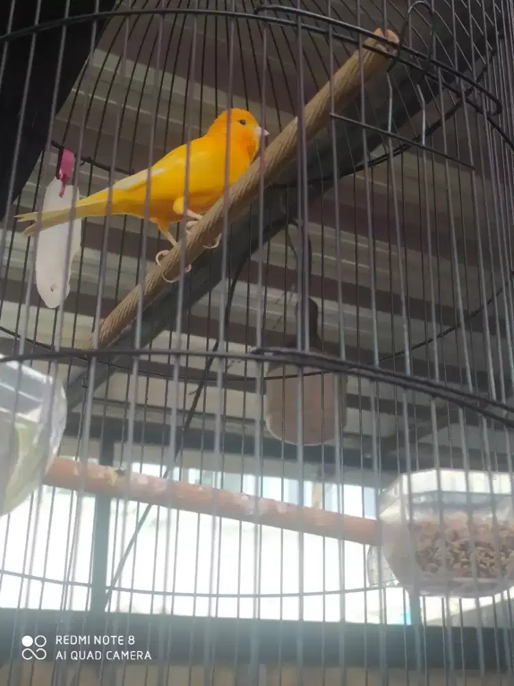 Kenari merlok gacoran burja 400