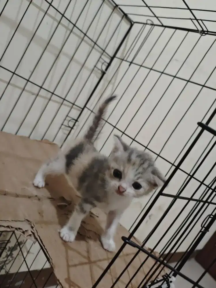 Scottish fold betina