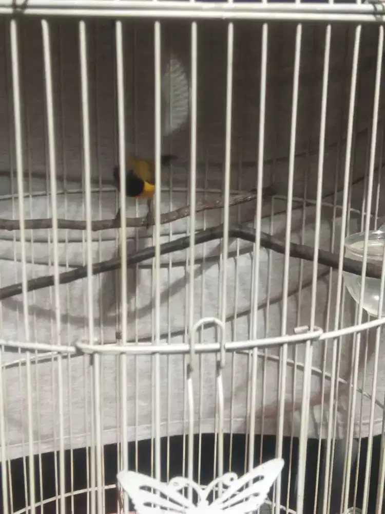 Burung kolibri kuning hitam metalik