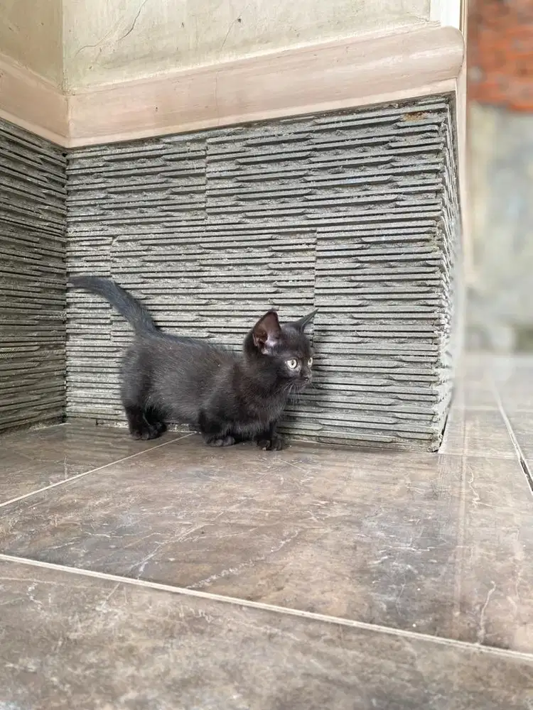 Kucing kitten munchkin cebol british shorthair persia scottish