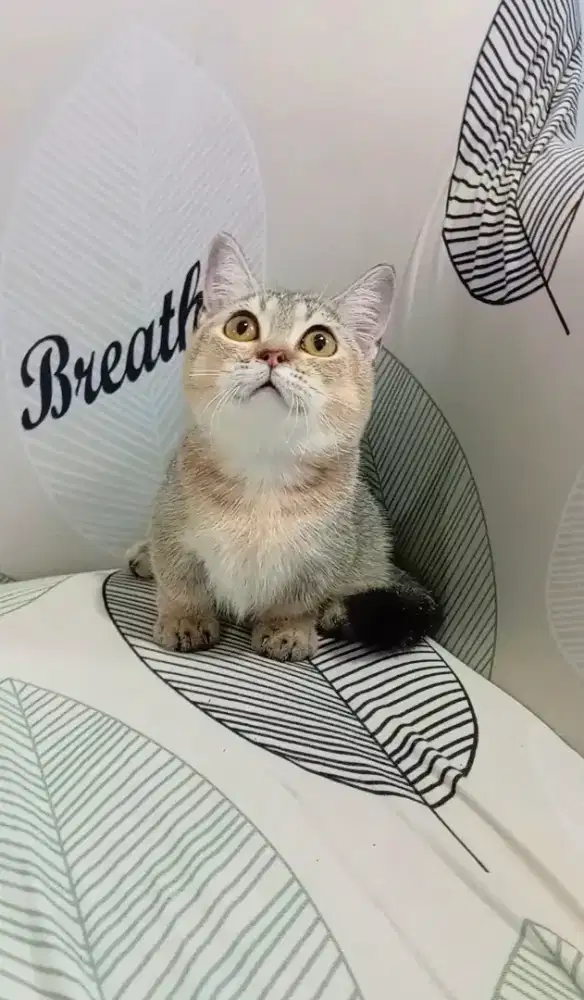 MUNCHKIN BSH GOLDEN BETINA