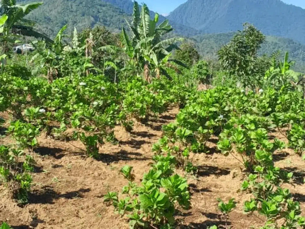 Dijual lahan seluas 50 are di kawasan Munduk Tamblingan