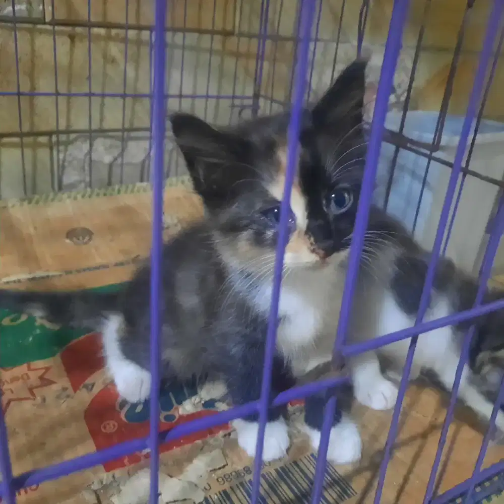 Kitten Anggora mix domestik umur 2 bulan