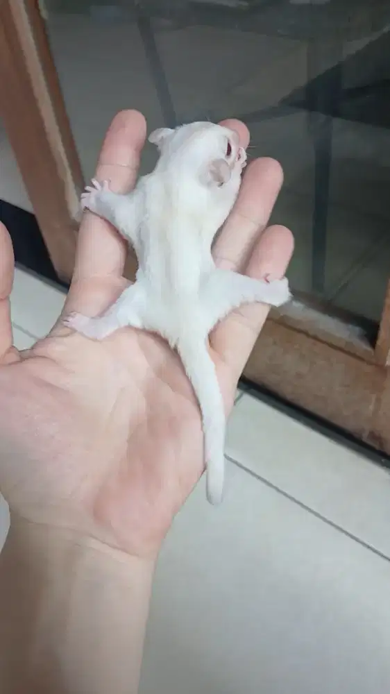 Sugar glider creamino mozaic joey