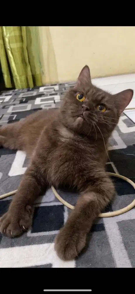 British Shorthair Betina Choco 1 tahun