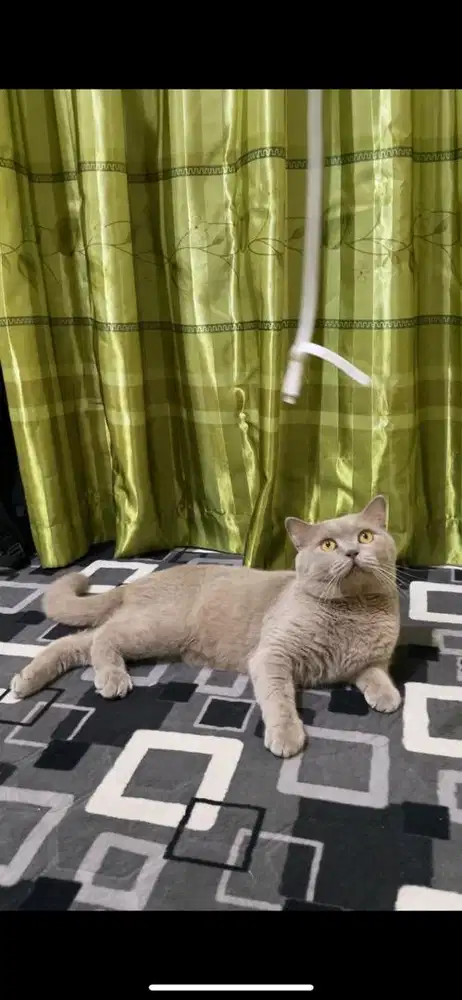British Shorthair Lilac Jantan 1 Tahun