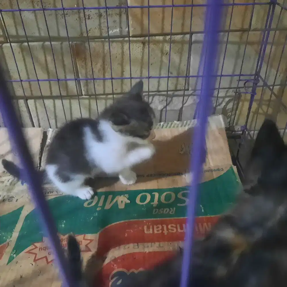 Adopsi kitten anggora mix domestik umur 2 bulan