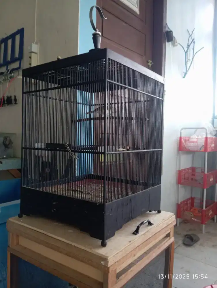 Kandang burung cengkok