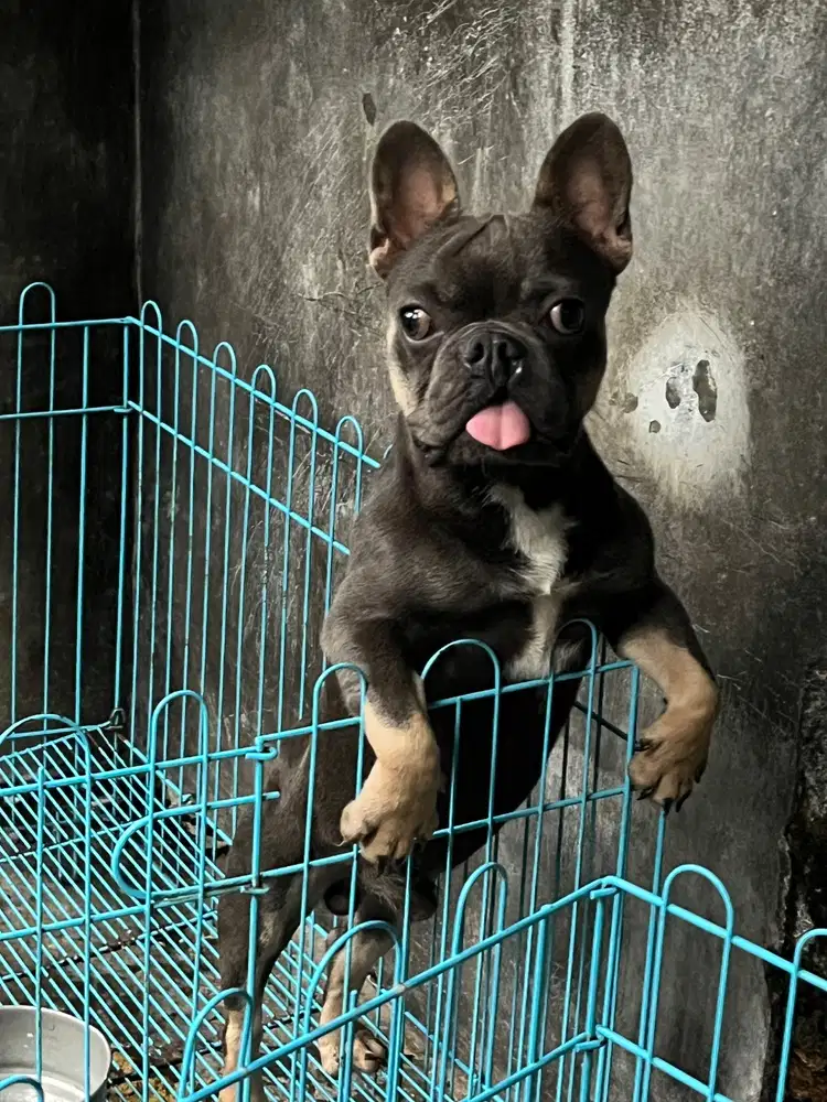 Anjing French Bulldog Exotic (Blue & Tan)