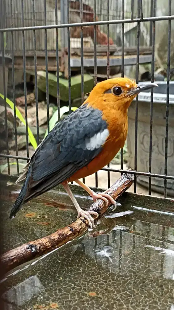 Anis merah blm bunyi jual