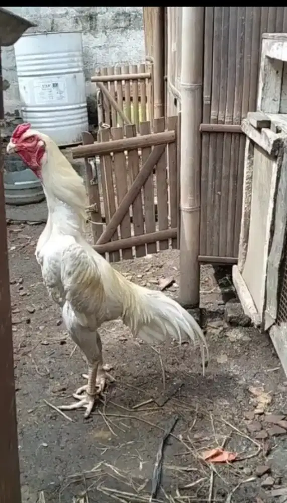 Ayam shamo jago dewasa