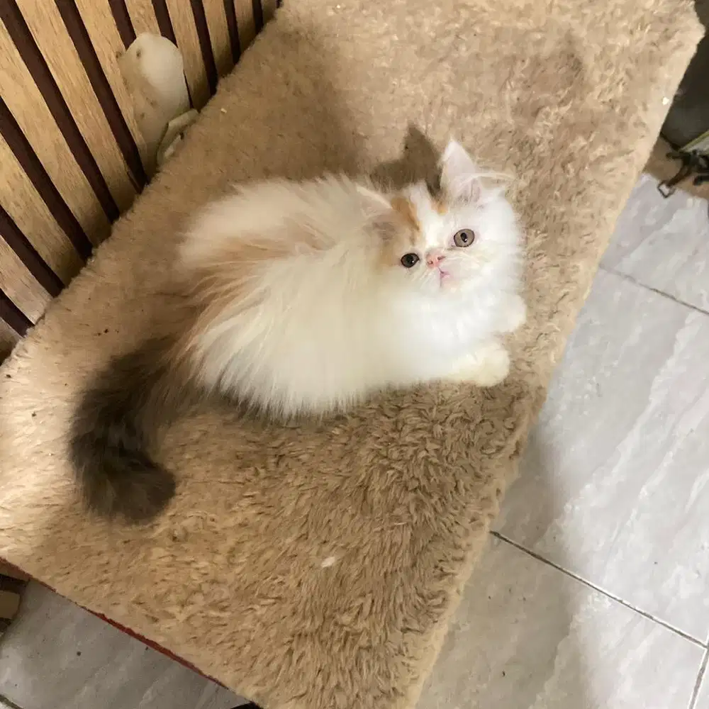 Kucing peaknose betina calico