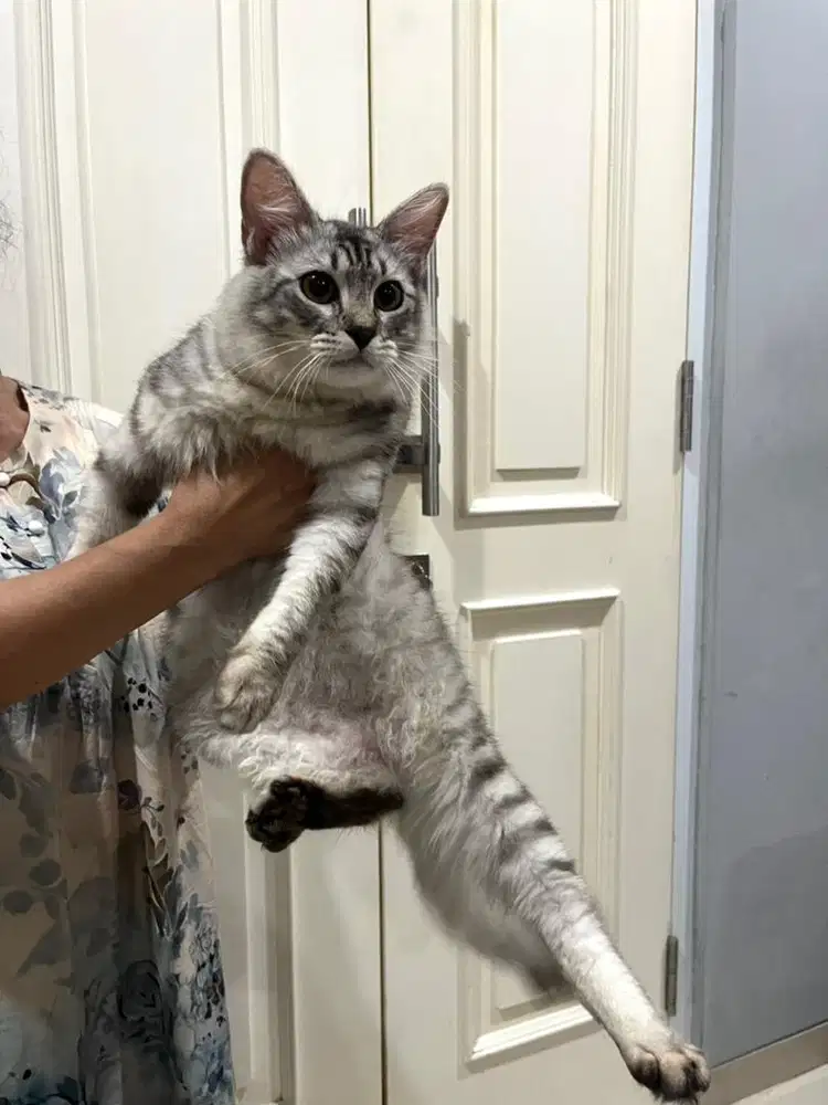 Kucing persia jantan