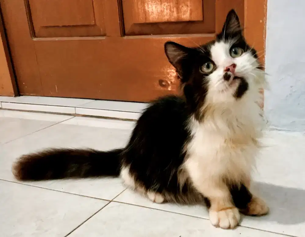 Munchkin Jantan 9 Bulan Belajar Kawin