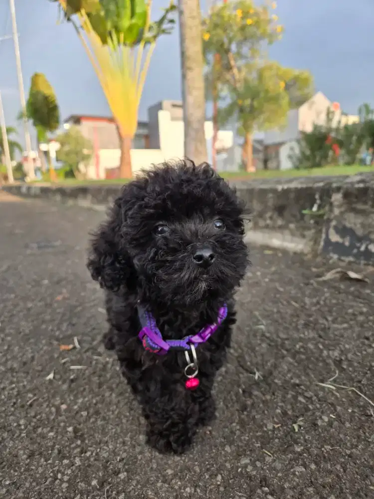 Poodle 3 bulan sertifikat lengkap chip, vaksin.