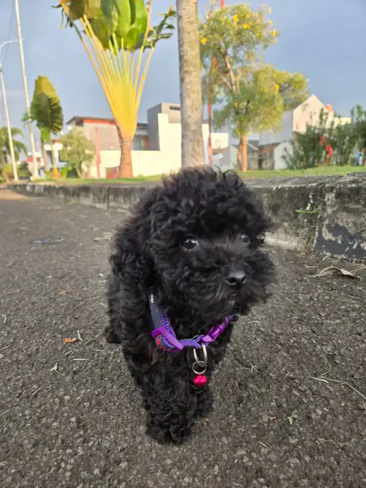 Poodle 3 bulan sertifikat lengkap chip, vaksin.