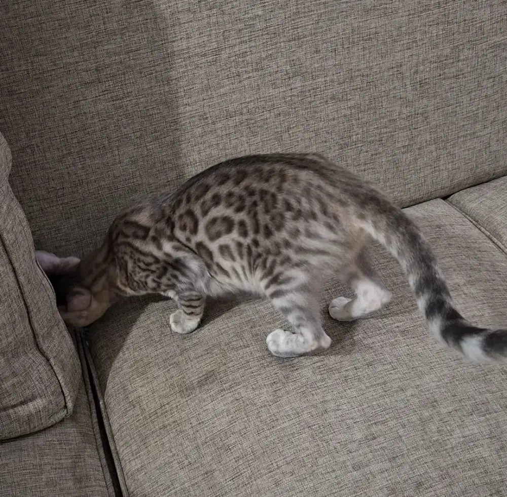 Lepas Adopt B*ngal Betina Brown Silver (11 Bulan)