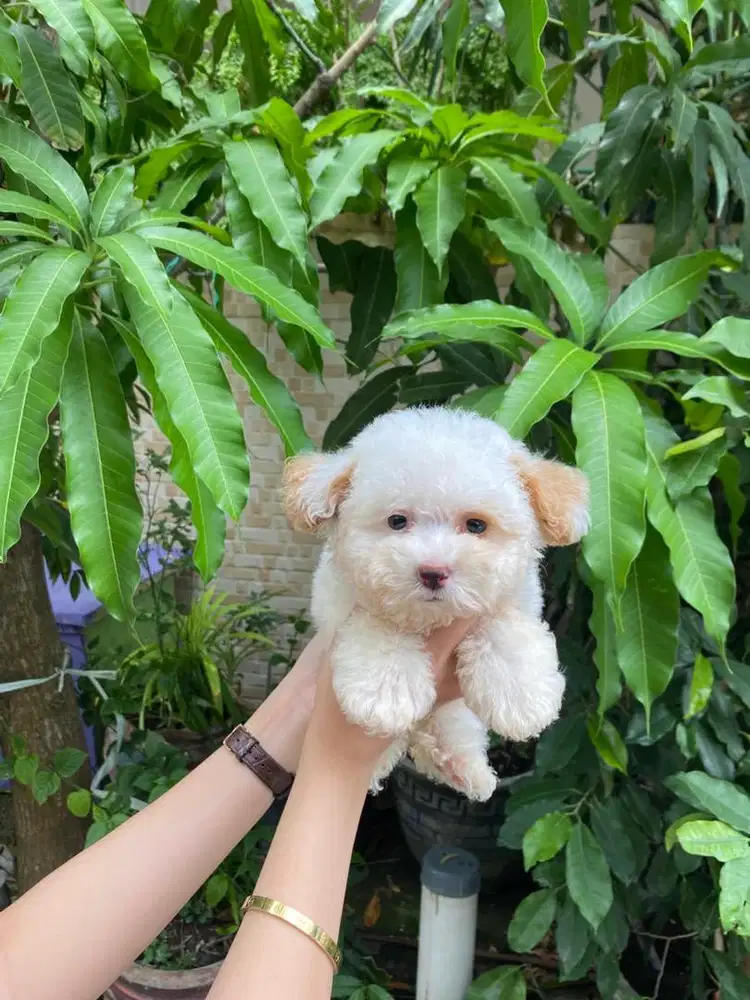 Maltipoo jantan kualitas super