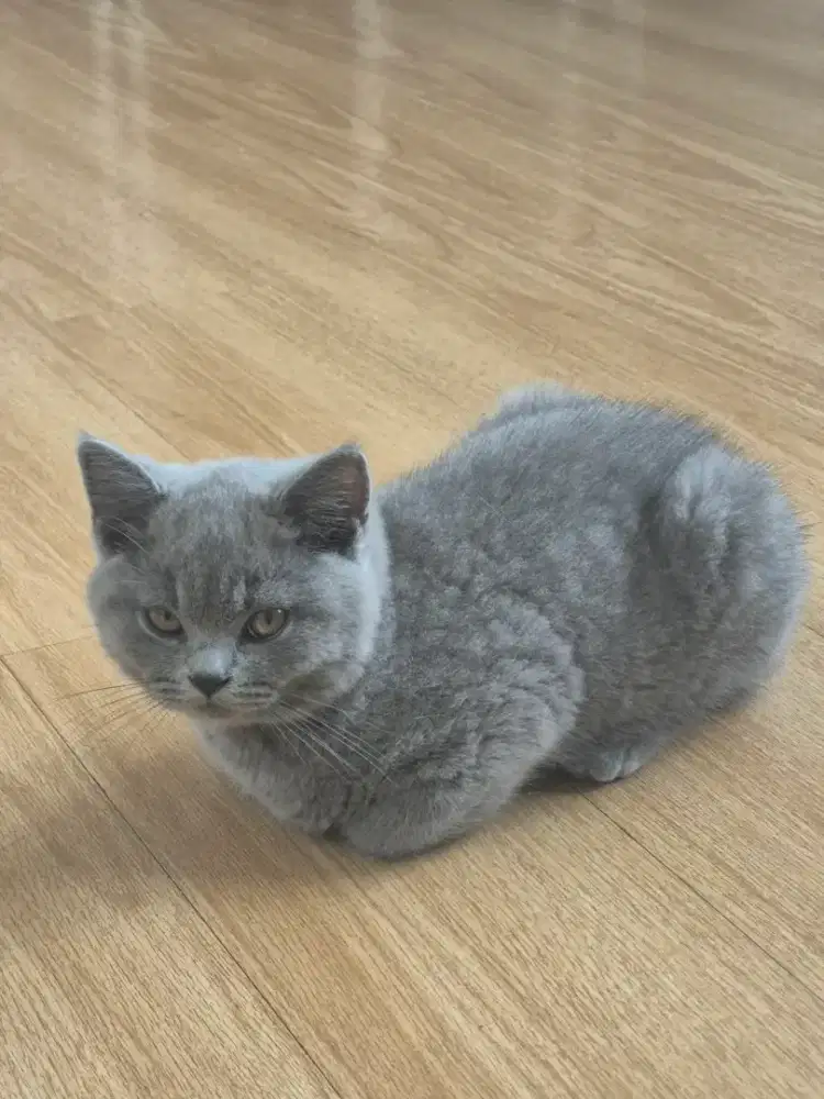 BSH Blue Jantan Nonped