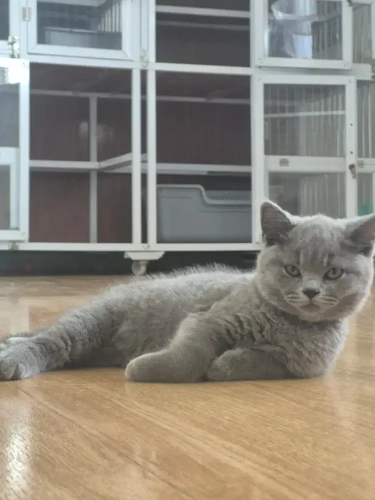 BSH Blue Jantan Nonped