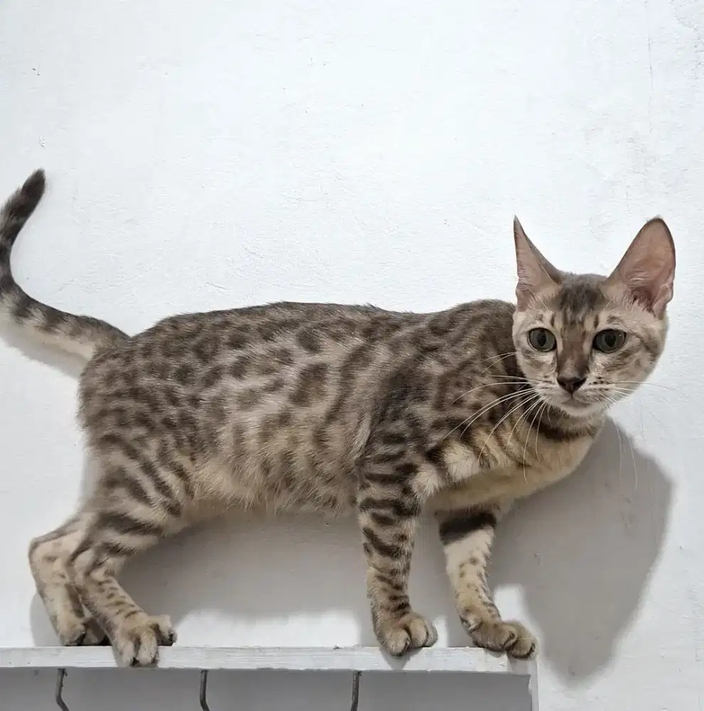 Adopsi Kucing Betina B*ngal Silver Brown (11 Bulan)