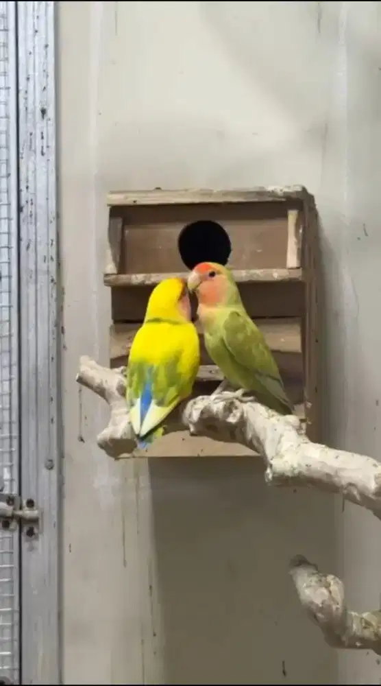 Lb non klep sepasang pied green × cinnamon green