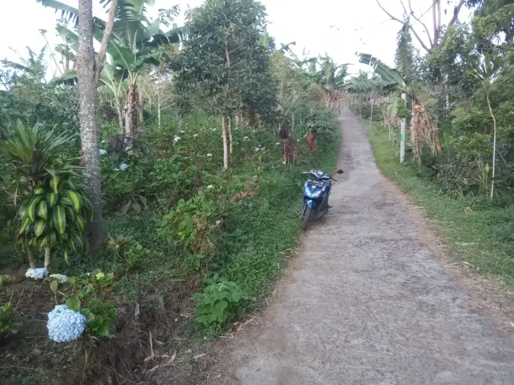 Dijual lahan seluas 20 are di kawasan Munduk