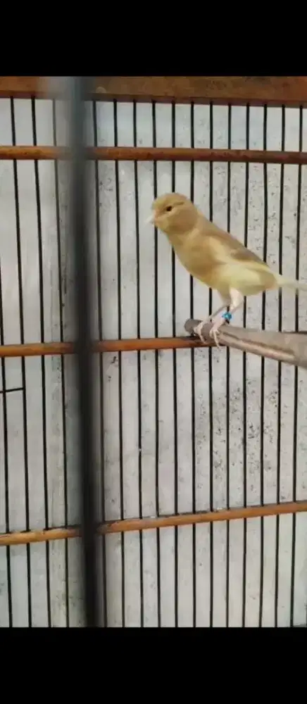 Kenari paud f1ys size medium