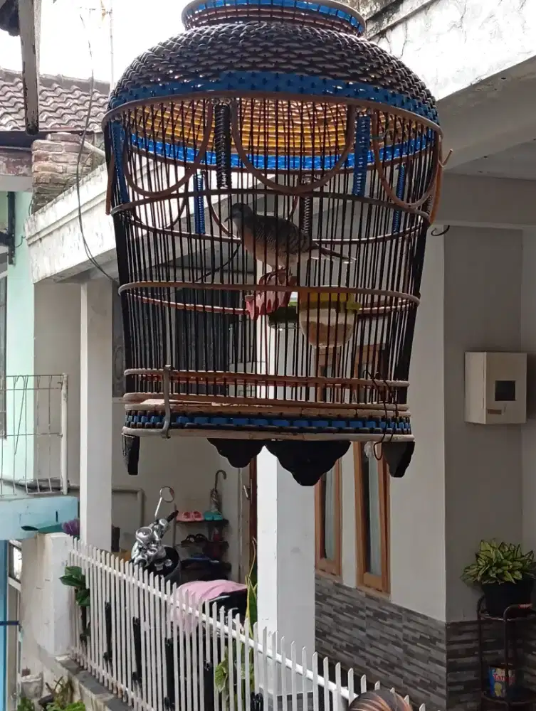 BU perkutut Bangkok Jantan