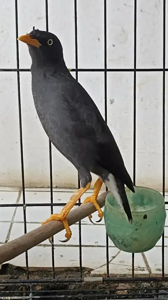 Jalak kebo mapan jual