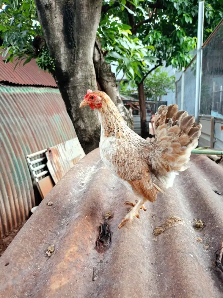 Jual ayam Kate betina indukan