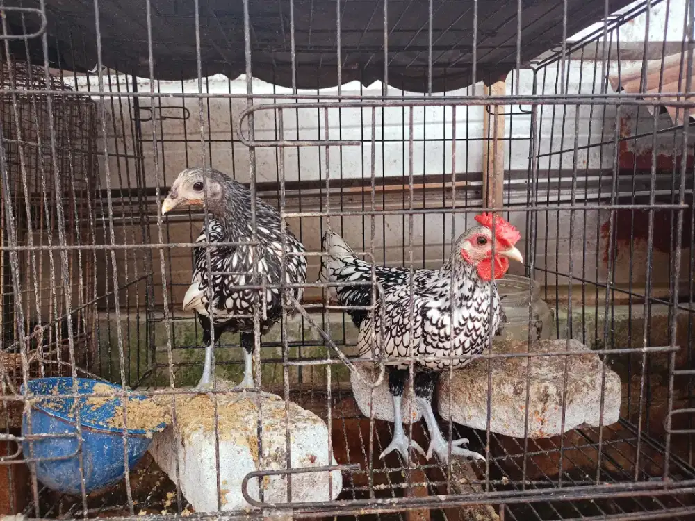 Jual sepasang ayam batik Itali